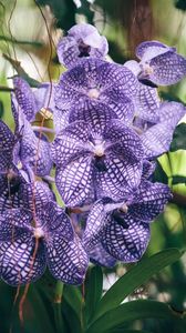 Превью обои орхидея, фиолетовая, полосатая, экзотика, резкость