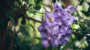 Превью обои орхидея, фиолетовая, полосатая, экзотика, резкость