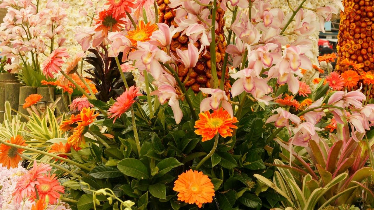 Обои орхидея, герберы, цветы, клумба, красиво, композиция