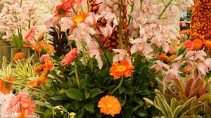 Превью обои орхидея, герберы, цветы, клумба, красиво, композиция