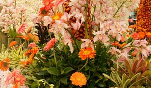 Превью обои орхидея, герберы, цветы, клумба, красиво, композиция