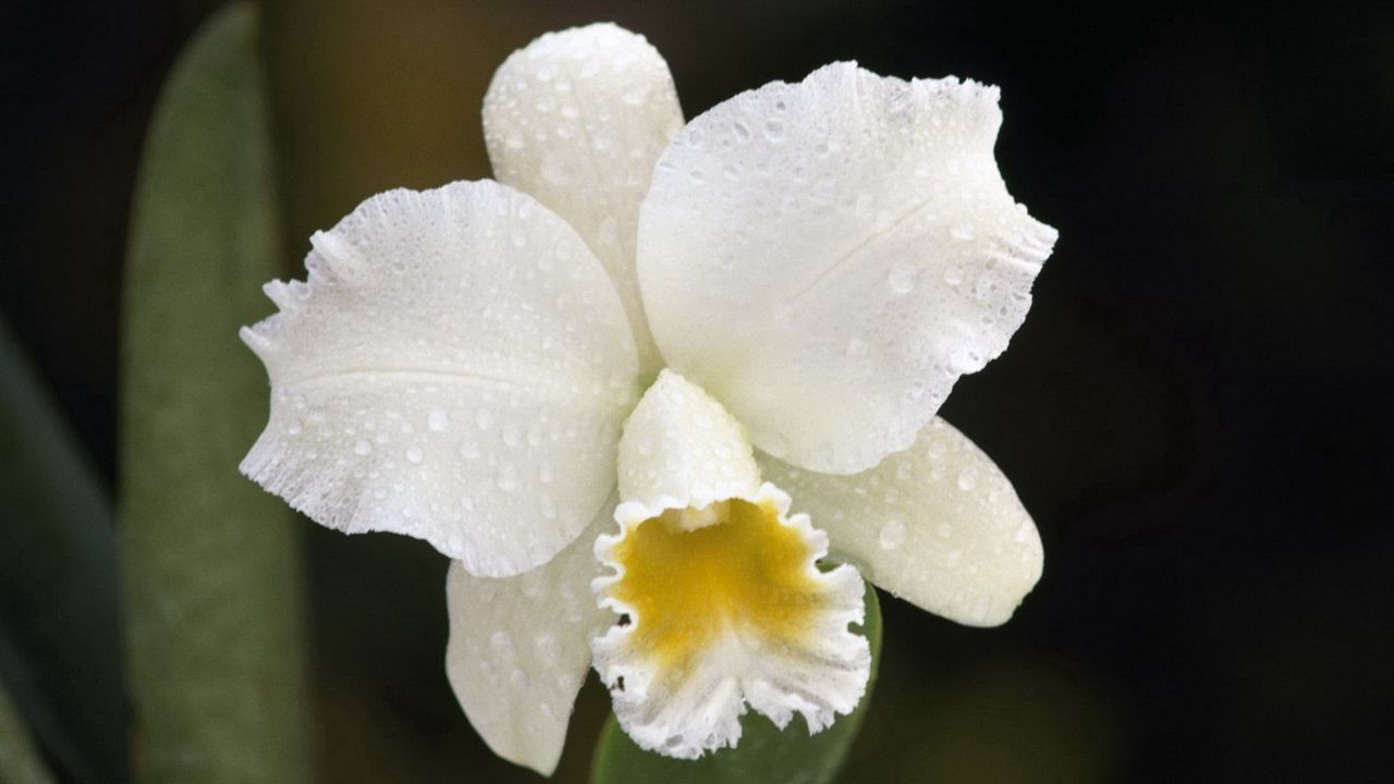 Обои орхидея, капли, белый, цветок, бутон