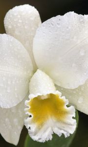 Превью обои орхидея, капли, белый, цветок, бутон