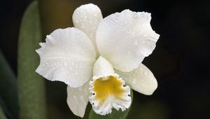 Превью обои орхидея, капли, белый, цветок, бутон