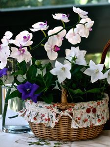 Превью обои орхидея, колокольчики, гибискус, корзины, скатерть, стакан