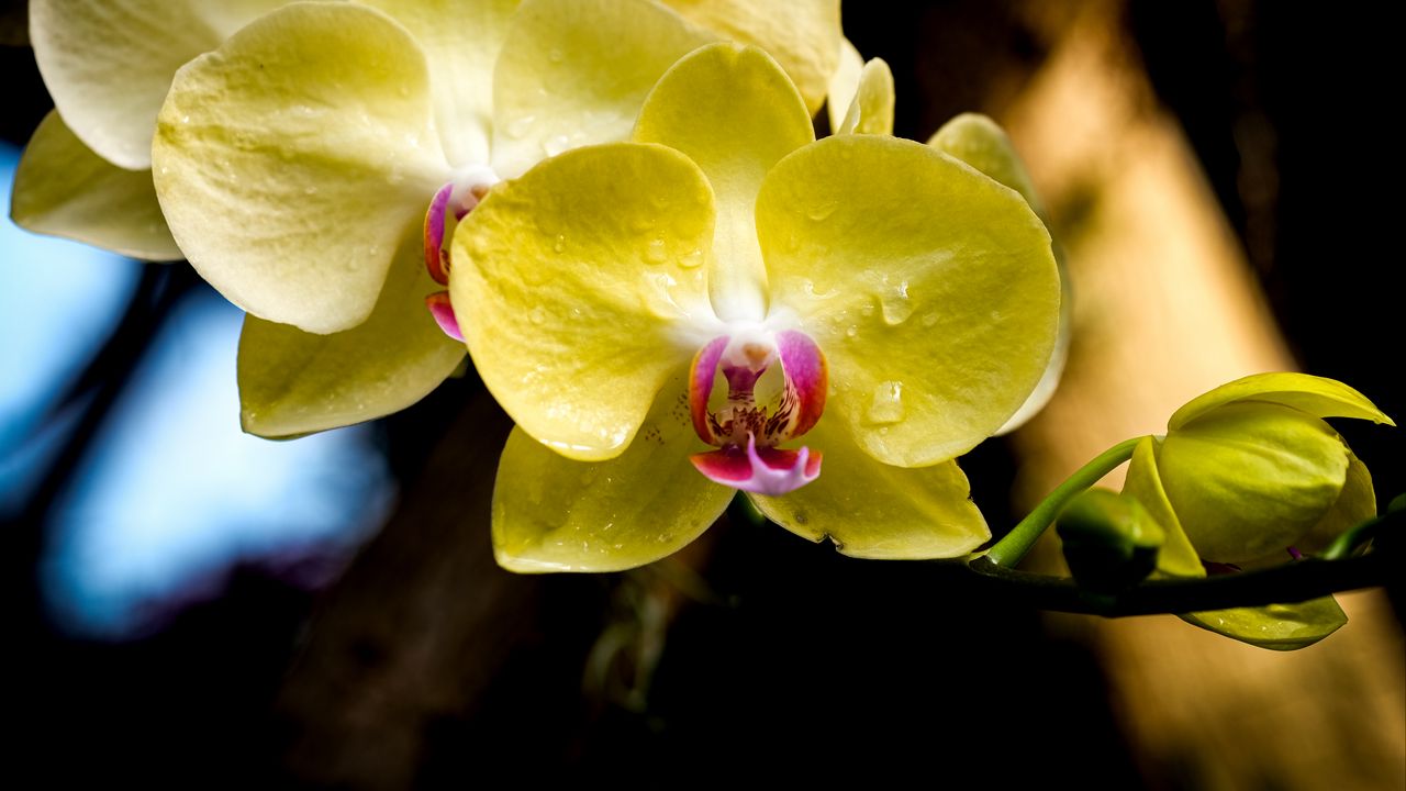 Обои орхидея, лепестки, макро, капли, желтый