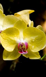 Превью обои орхидея, лепестки, макро, капли, желтый