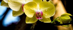 Превью обои орхидея, лепестки, макро, капли, желтый
