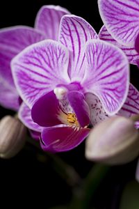 Превью обои орхидея, лепестки, цветы