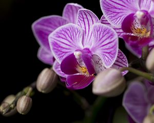 Превью обои орхидея, лепестки, цветы