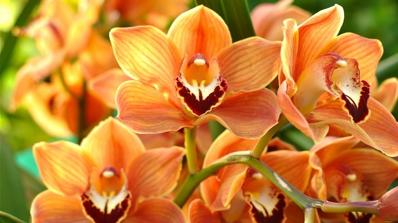Обои орхидея, оранжевая, яркая, ветка, экзотика