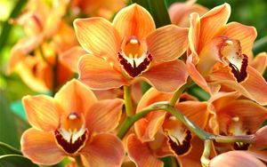 Превью обои орхидея, оранжевая, яркая, ветка, экзотика
