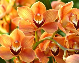 Превью обои орхидея, оранжевая, яркая, ветка, экзотика