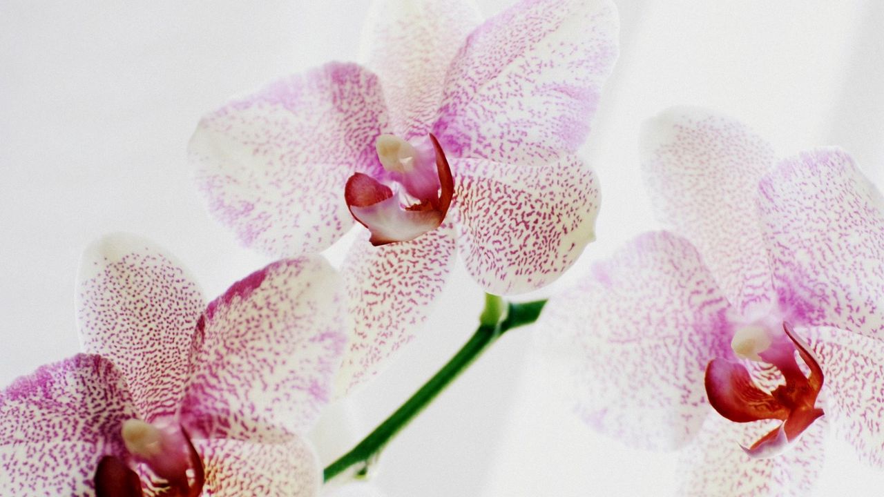 Обои орхидея, пятнистая, крупный план, экзотика