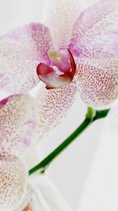 Превью обои орхидея, пятнистая, крупный план, экзотика