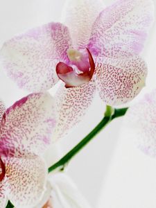 Превью обои орхидея, пятнистая, крупный план, экзотика