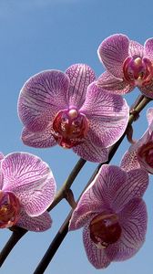 Превью обои орхидея, полосатый, небо, ветка
