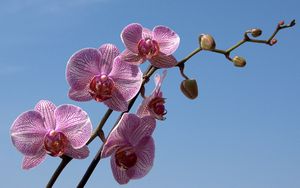 Превью обои орхидея, полосатый, небо, ветка