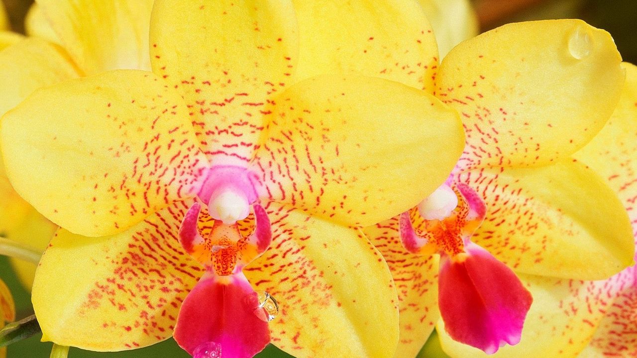 Обои орхидея, полосы, цветок