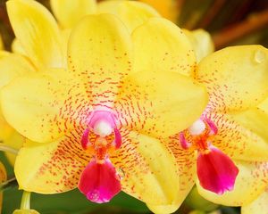 Превью обои орхидея, полосы, цветок