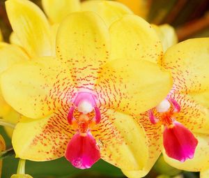Превью обои орхидея, полосы, цветок