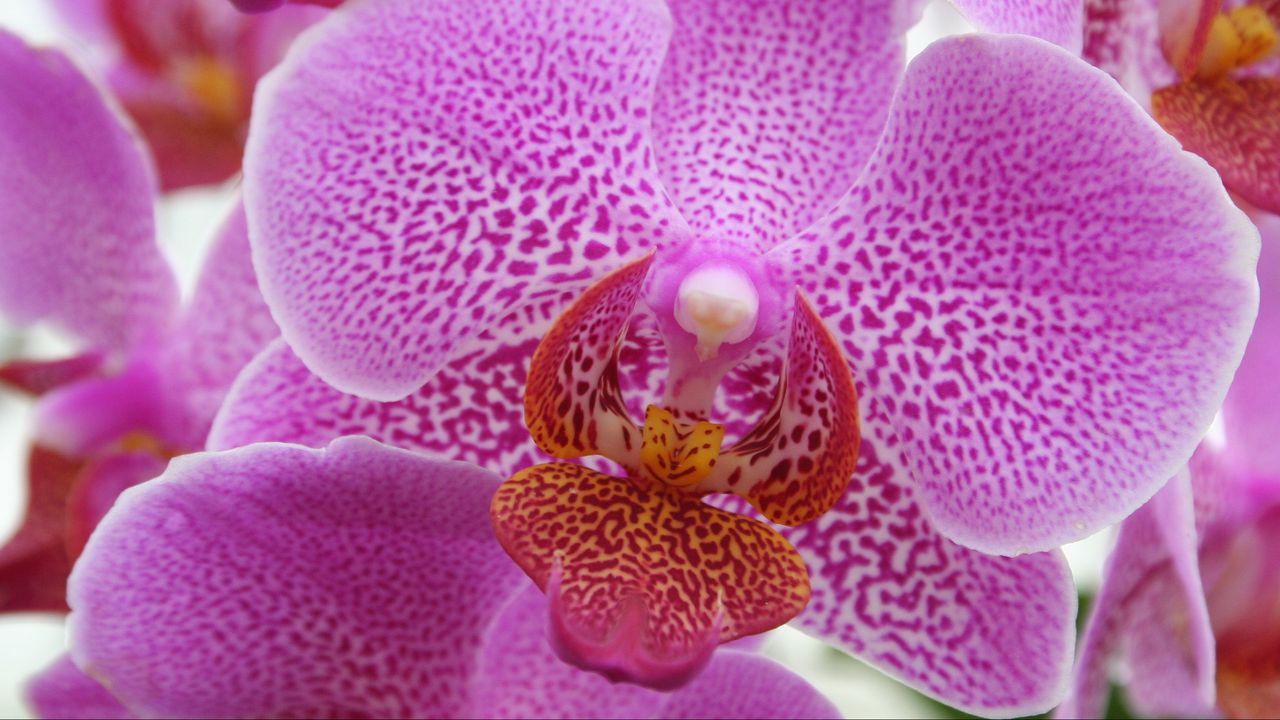 Обои орхидея, розовый, цветок, макро