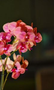 Превью обои орхидея, цветение, ветки, экзотика