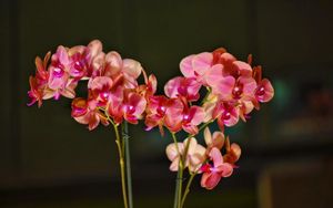Превью обои орхидея, цветение, ветки, экзотика