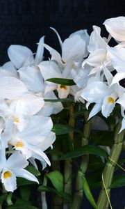 Превью обои орхидея, цветок, белоснежный, фон, стебли