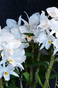 Превью обои орхидея, цветок, белоснежный, фон, стебли