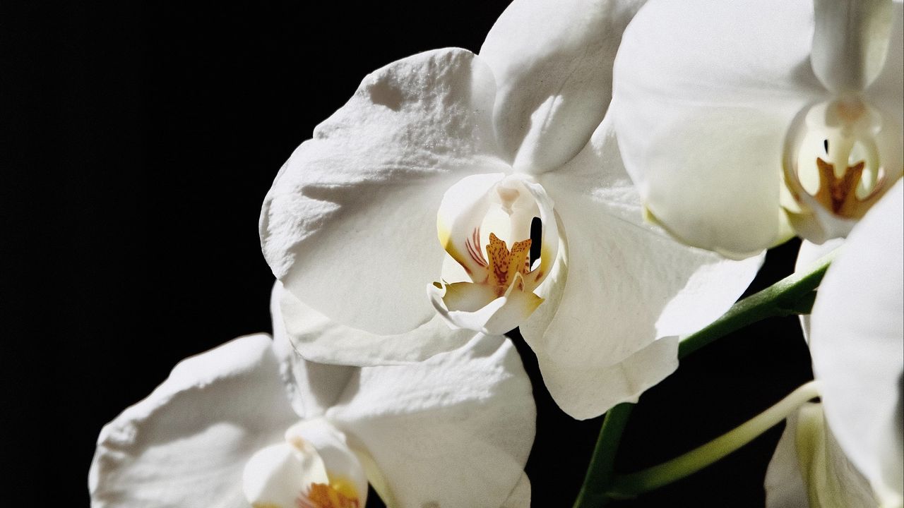 Обои орхидея, цветок, белый, растение, макро