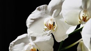 Превью обои орхидея, цветок, белый, растение, макро