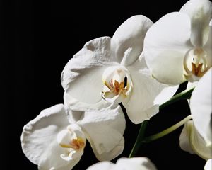 Превью обои орхидея, цветок, белый, растение, макро