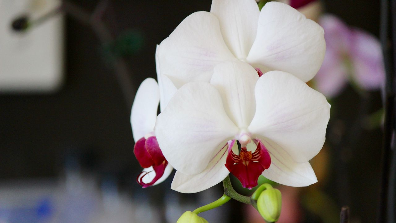 Обои орхидея, цветок, бутон, лепестки