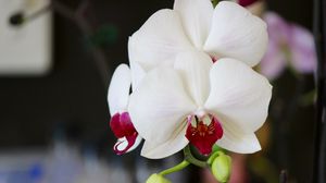 Превью обои орхидея, цветок, бутон, лепестки