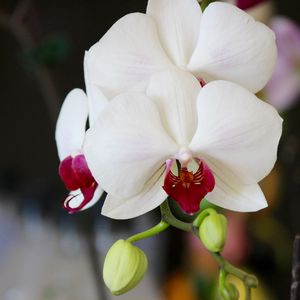 Превью обои орхидея, цветок, бутон, лепестки