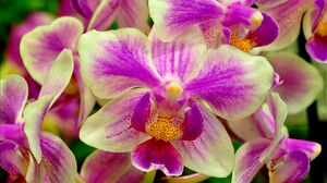 Превью обои орхидея, цветок, двухцветный, крупный план