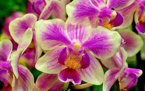 Превью обои орхидея, цветок, двухцветный, крупный план