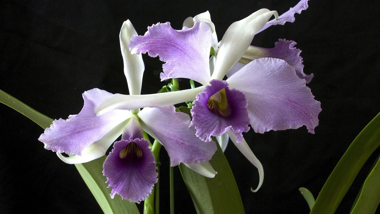 Обои орхидея, цветок, экзотика, крупный план, черный фон
