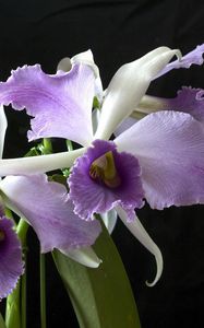 Превью обои орхидея, цветок, экзотика, крупный план, черный фон