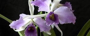 Превью обои орхидея, цветок, экзотика, крупный план, черный фон
