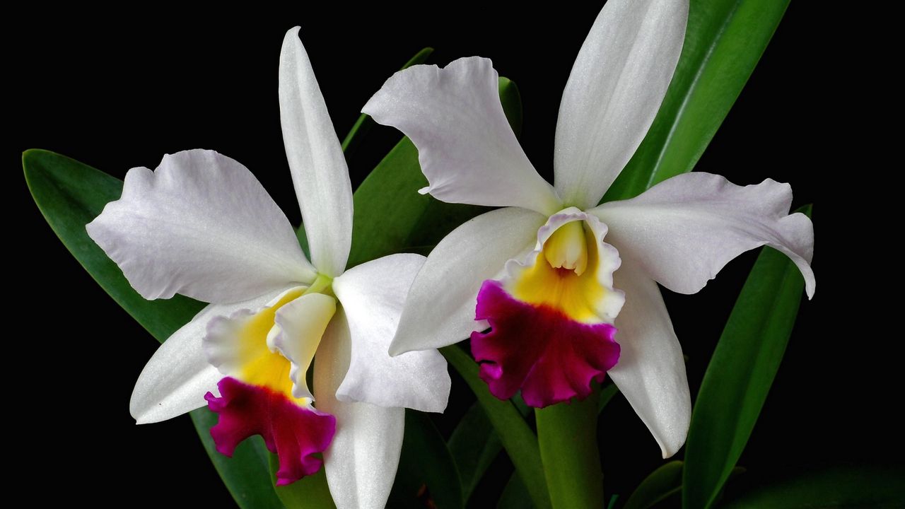 Обои орхидея, цветок, экзотика, листья, двухцветная