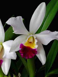 Превью обои орхидея, цветок, экзотика, листья, двухцветная