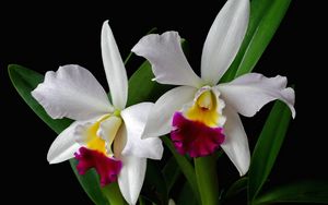 Превью обои орхидея, цветок, экзотика, листья, двухцветная