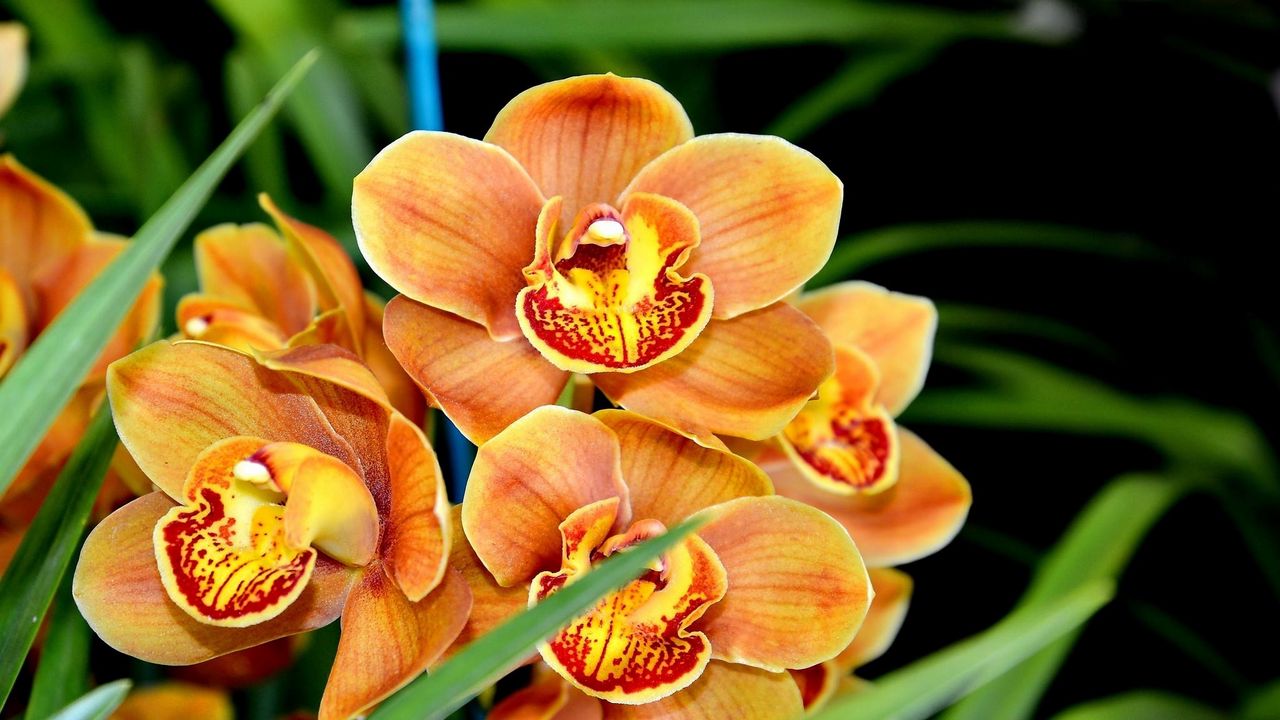Обои орхидея, цветок, экзотика, крупный план