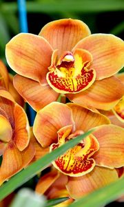 Превью обои орхидея, цветок, экзотика, крупный план