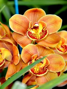 Превью обои орхидея, цветок, экзотика, крупный план
