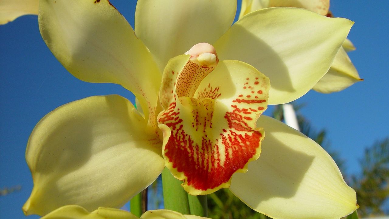 Обои орхидея, цветок, яркий, крупный план, небо