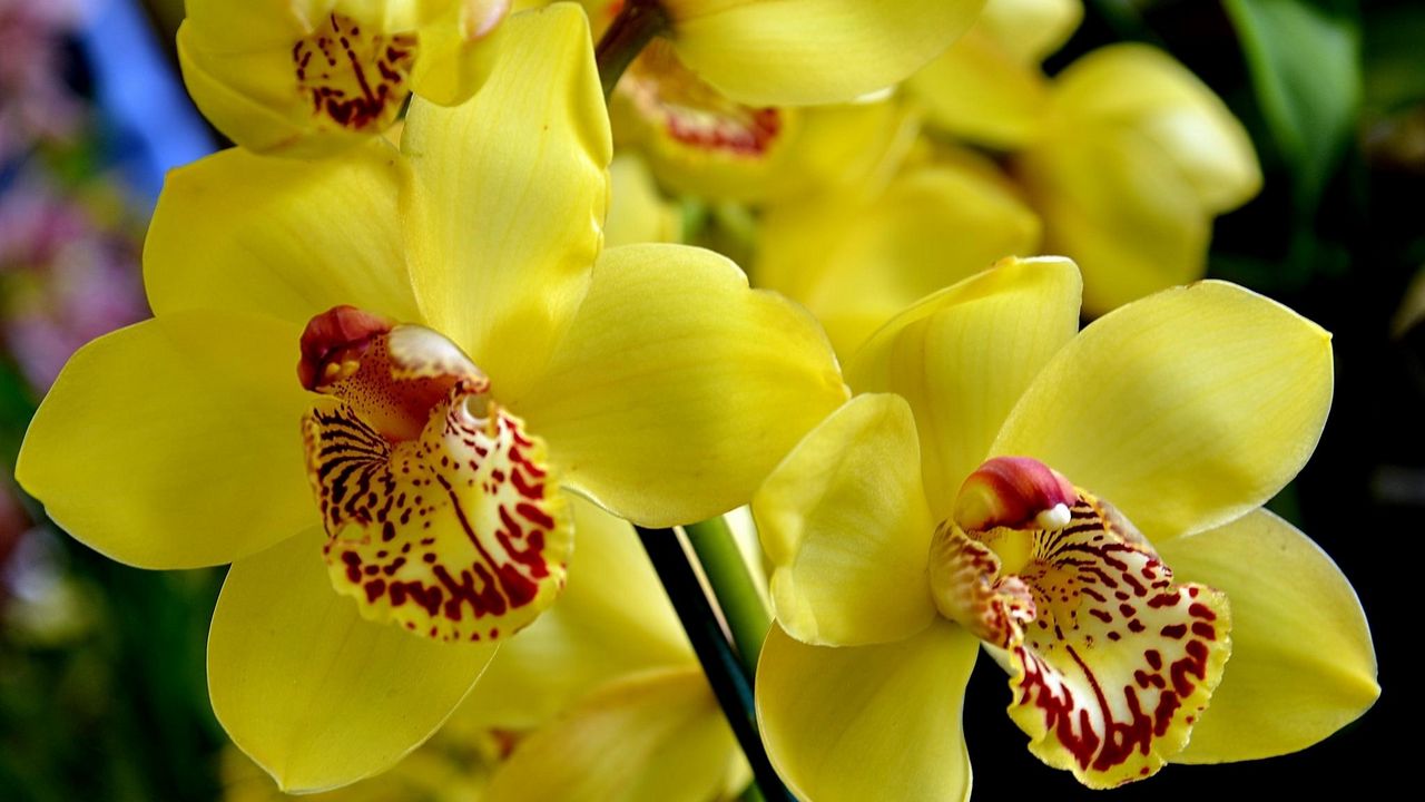 Обои орхидея, цветок, яркий, желтый
