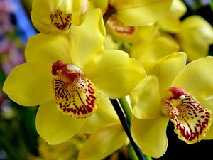 Превью обои орхидея, цветок, яркий, желтый